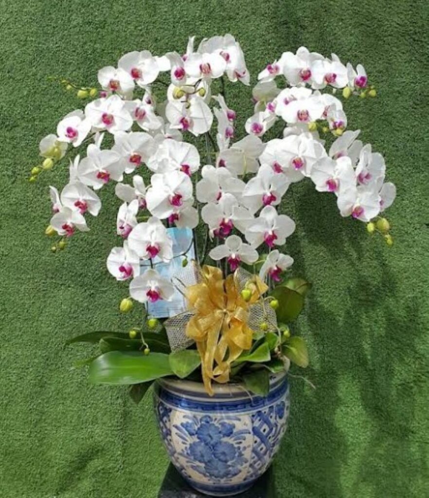 Toko Bunga Anggrek Bulan di Jakarta Selatan