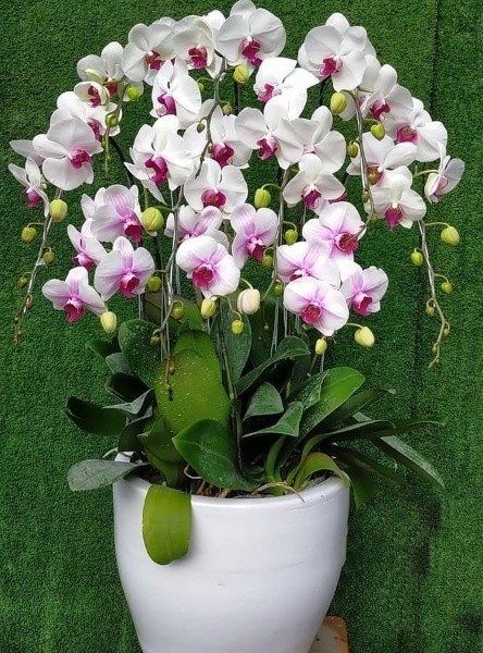 Toko Bunga Anggrek Bulan Kebayoran Baru